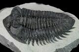 Coltraneia Trilobite Fossil - Huge Faceted Eyes #153974-5